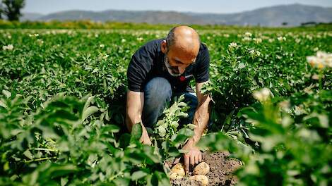 HZPC-telers ontvangen forse dividenduitkering bovenop hogere uitbetaling