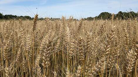 NAV woest over PBL-rapport: 'Schande dat hoogproductieve landbouw zo bij oud vuil wordt gezet'