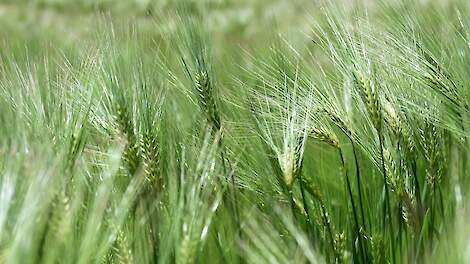 Eén nieuw zomergerstras en zomertarweras op Aanbevelende Rassenlijst 2026