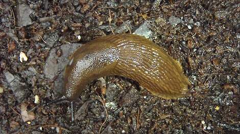 Slakken weer volop actief