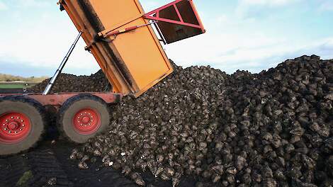 Suikergehalte achtste campagneweek op 17,2 procent