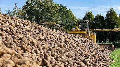 Royal Cosun treft maatregelen: Verlaging van tien procent van bietenareaal