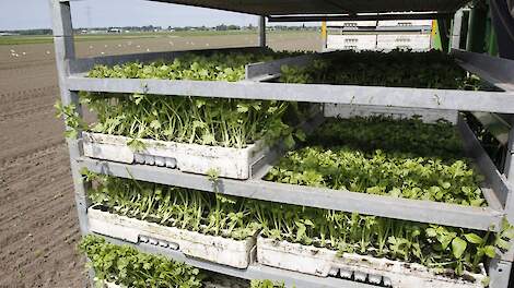 Plantenkwekers bundelen krachten om klanten plotseling gestopte Jongerius te helpen