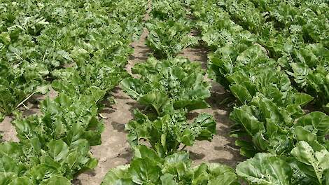 Sector uit flinke kritiek op nieuwe stikstofgebruiksnormen