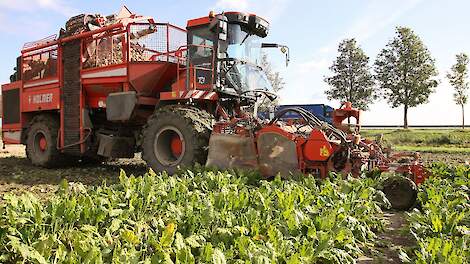 Suikergehalte stabiel, flinke regionale verschillen in tarra