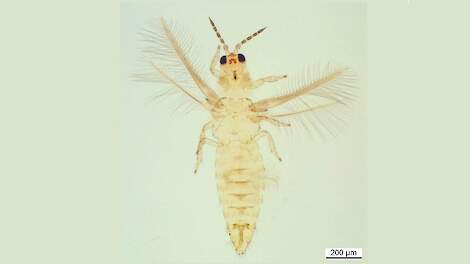 NVWA: Voor het eerst chilitrips in onbedekte teelt in Nederland gevonden