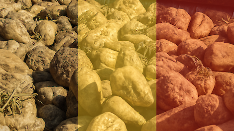 Suikerbietenteelt in België onder zware druk