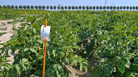 Dubbelwerkende nieuwkomer doet het prima tegen phytophthora