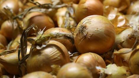 Uienprijzen blijven lichtjes stijgen