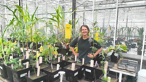 Achter de schermen bij wortelonderzoeker Marie Zwetsloot