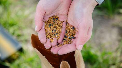'Ondanks dat klaveronderzaai op veel plekken is mislukt, willen akkerbouwers ermee door'