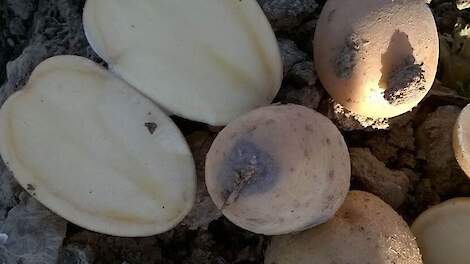 NVWA: Bruinrot op twee pootgoedbedrijven in Friesland