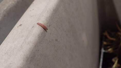 Bietenmot in opmars, maar schade in 2025 lijkt vooralsnog beperkt