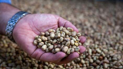 Opinie: Nederland heeft alle ingrediënten: eiwittransitie vraagt nú om focus en slimme keuzes