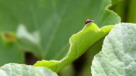 Europees Parlement steunt snellere invoering van biologische gewasbescherming: 'Belangrijke stap'