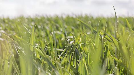 Mestscheiding biedt perspectief bij juiste toepassing in wintertarwe