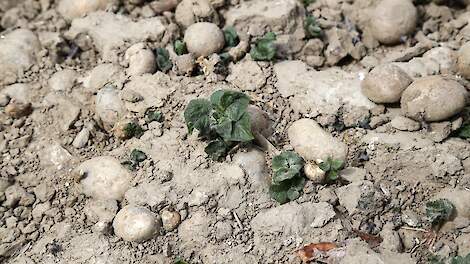 Vrees voor valse start met phytophthora in 2026 door onzorgvuldigheid