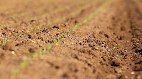 Uienonderzoek: Bodem levert meer stikstof dan verwacht