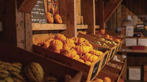 Zeeuwse pompoenteler ziet populariteit groeien: &#039;Van alleen 50 hectare akkerbouw kunnen we niet leven&#039;