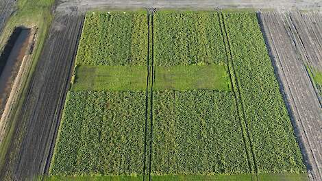 2030 en 2040 versus de praktijk: welke teeltaanpak houdt het beste stand?