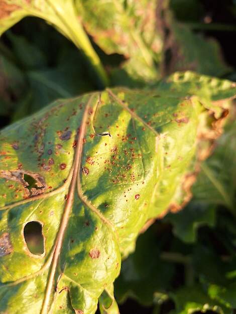 Roest in suikerbiet