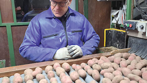 Mooie aardappelen: ‘Er mankeert vrijwel niks aan’