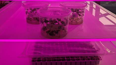 'AI helpt biologische processen te begrijpen en eerder de beste genen te kruisen'