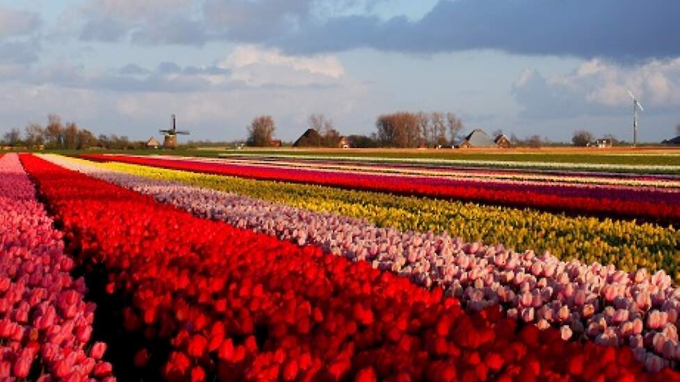 Tulpenveld met stroken John Huiberts.