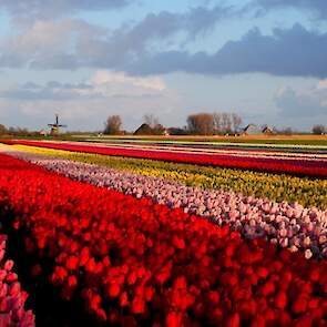 Tulpenveld met stroken John Huiberts.