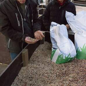 zadenmengsel groenbemesters