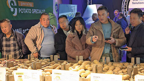 Wat worden de opvolgers van Agria, Innovator en Spunta?