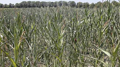 Droogteschade Waterwinning wint eerste stap gerechtelijke procedure