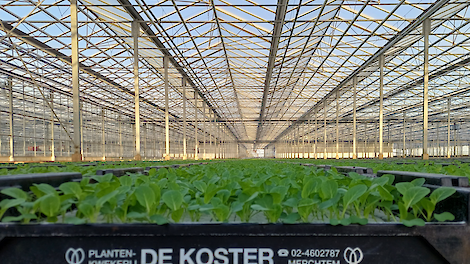 Telefoon van Belgische opkweker De Koster staat roodgloeiend