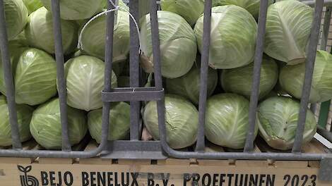 Tripsbeheersing levert koolteler veel kopzorgen op