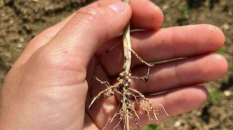 Speciale zaadcoating moet sojateelt onder Europese omstandigheden makkelijker maken