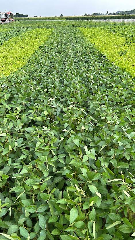 Protealis-veldproeven: „De foto laat duidelijk groenere, stevigere planten dankzij ons inoculum.”