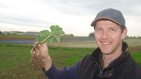 West-Vlaamse akkerbouwer plukt al 18 jaar de vruchten van ploegloos werken