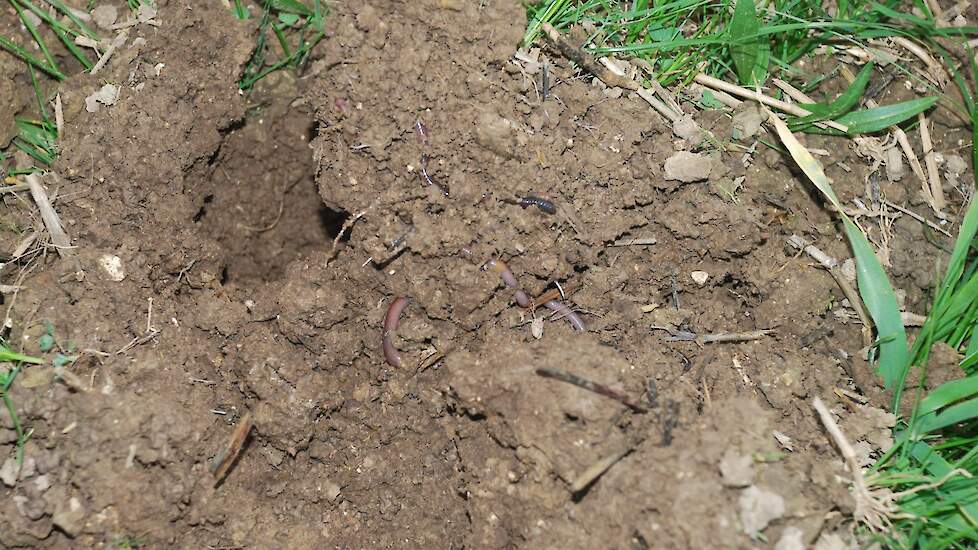 Kruidenrijk grasklaver met veel pendelaars.