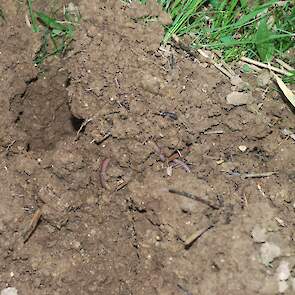 Kruidenrijk grasklaver met veel pendelaars.