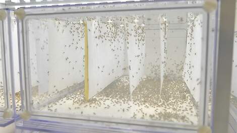 Rabobank neemt Steriele Insecten Techniek (SIT) op in duurzaamheidsmatrix voor uienteelt