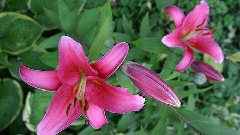 April 2025: Uitspraak in lelieteelt legt mogelijk complete landbouw lam