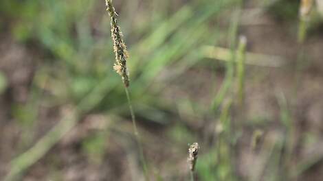 Juni 2025: Nieuwe herbicide tegen resistente grasonkruiden