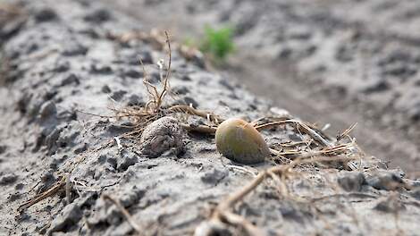 September 2025: Aardappelen ondergewerkt wegens lage prijs