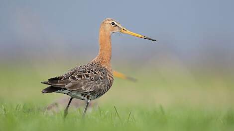 Opnieuw matig broedsucces van grutto in 2025: waar staan we en wat betekent het?