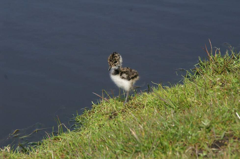 Een kuiken van de grutto.