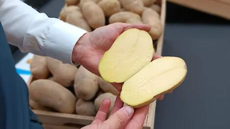 Fotoserie: Rassenshows 2025 in beeld (deel 2)