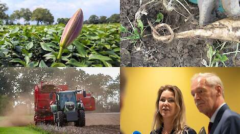 2025 gaat de boeken in als het jaar van…