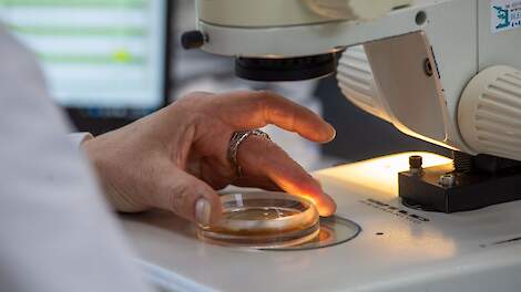 Laatste Europese stemronde over kleine genetische modificaties in gewassen