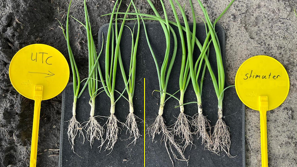Beworteling zaaiui Stimuter vs UTC