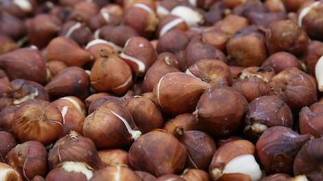 Bloembollenvervoerder uit Heiloo wil dichtbij klanten zitten, maar natuurstichting is tegen verhuizing